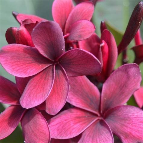 blackjack frangipani|Iba pa.
